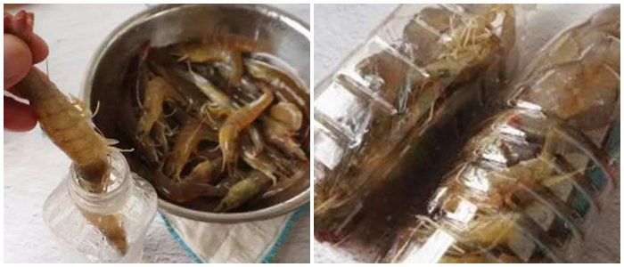 Con rể nghèo nhét tôm vào chai nhựa, mẹ vợ bĩu môi chê bủn xỉn rồi ngớ người khi nghe con gái nói - 2