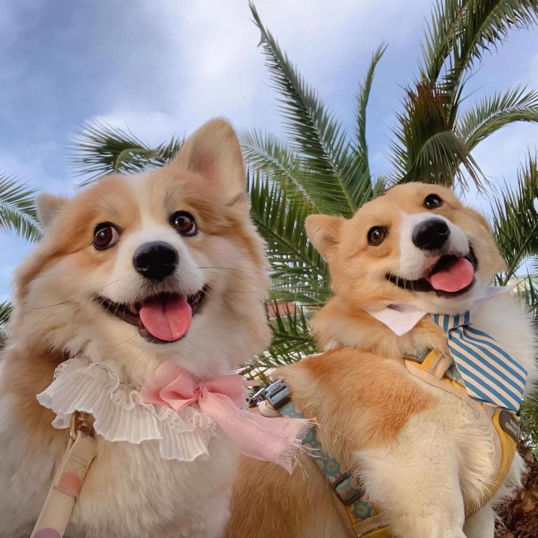 &#34;Hội con sen&#34; muốn nuôi Corgi cần biết những điều này - 4