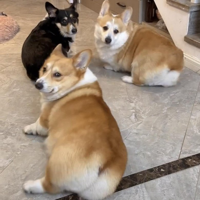 &#34;Hội con sen&#34; muốn nuôi Corgi cần biết những điều này - 3