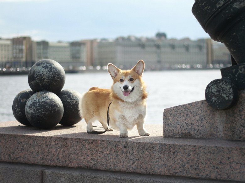 &#34;Hội con sen&#34; muốn nuôi Corgi cần biết những điều này - 2