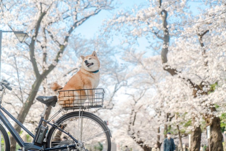 Chú chó nổi tiếng suốt 1 thập kỷ trên Instagram đột ngột qua đời - 5