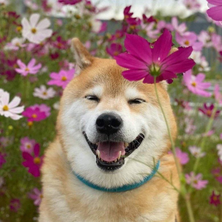 Chú chó nổi tiếng suốt 1 thập kỷ trên Instagram đột ngột qua đời - 10