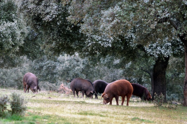 Đùi lợn muối Iberico gây sốt &#34;cõi mạng&#34; vì siêu đắt đỏ, điều gì khiến nó đáng đến từng xu? - 2