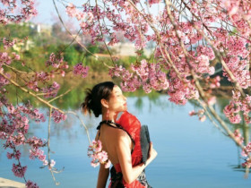 Đầu năm ghé Đà Lạt ngắm hoa mai anh đào nở bừng, lãng mạn như phim Hàn Quốc