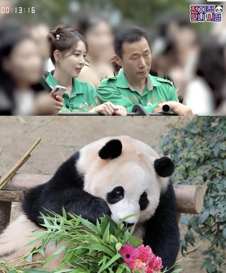 Điều đặc biệt về Fubao - bé gấu trúc khiến cả nghìn người khóc khi trở về Trung Quốc - 4