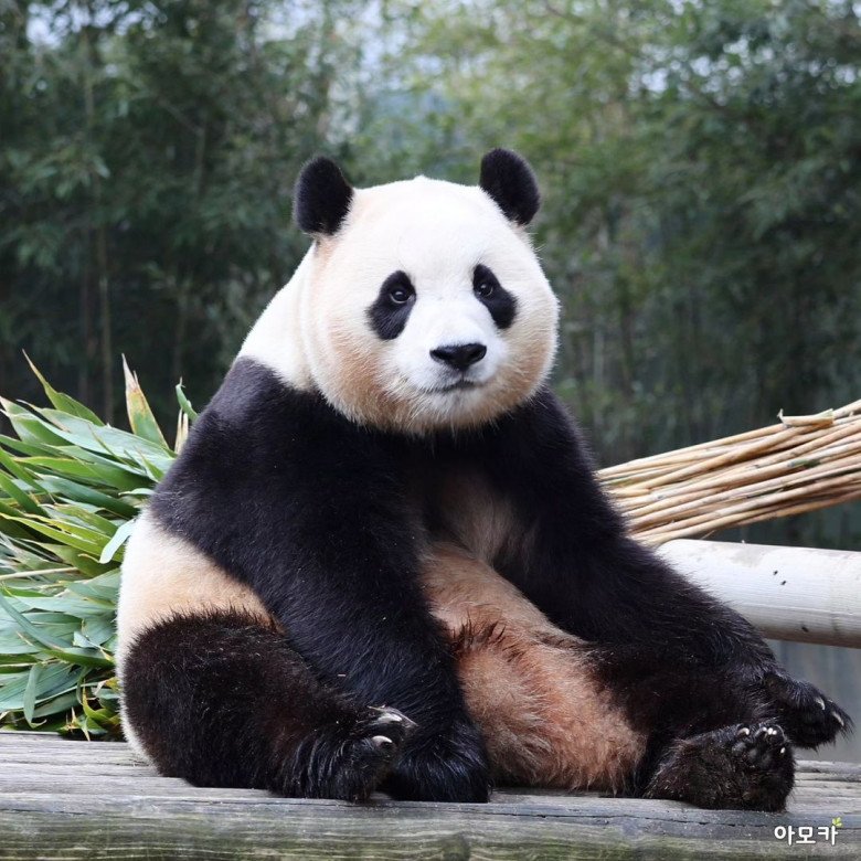 Hàng nghìn fan xếp hàng 6-7 tiếng, khóc không ngừng trong ngày cuối gặp "công chúa tài phiệt" Fubao - 7