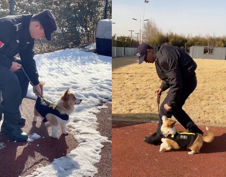 Chú chó Corgi làm nhiệm vụ trong đồn cảnh sát gây bão vì vẻ ngoài “ngoan xinh yêu” - 2