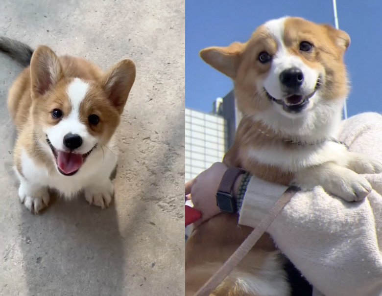Chú chó Corgi làm nhiệm vụ trong đồn cảnh sát gây bão vì vẻ ngoài “ngoan xinh yêu” - 3
