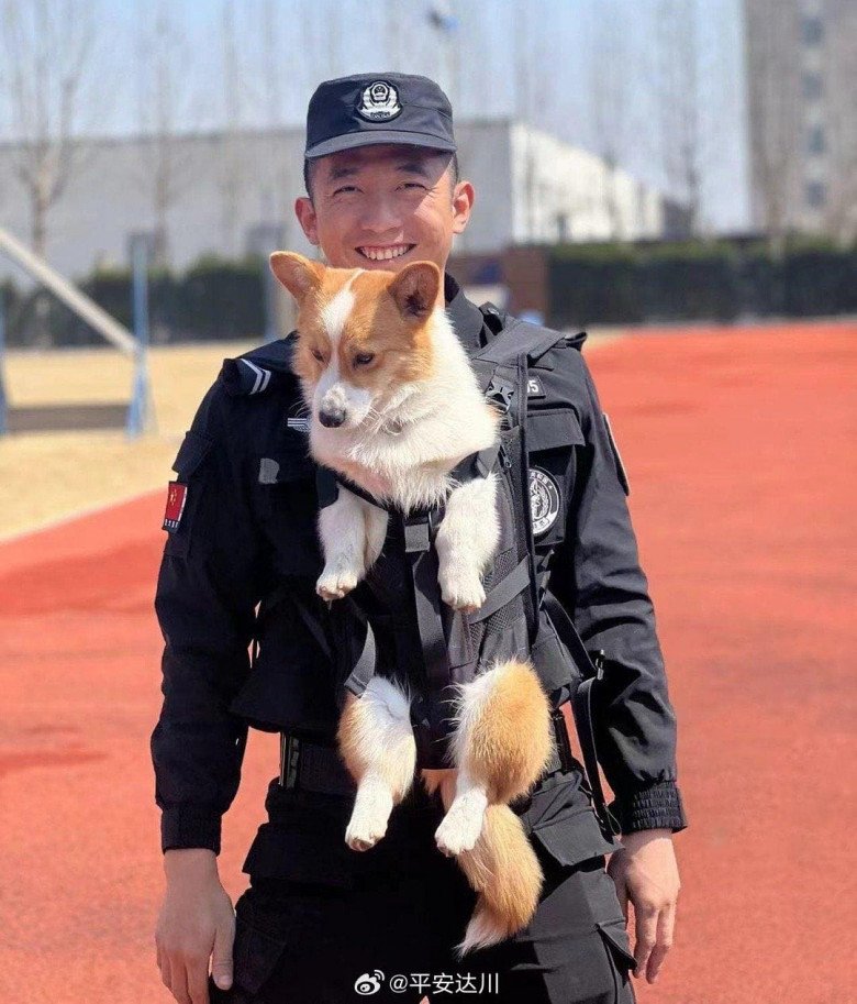 Chú chó Corgi làm nhiệm vụ trong đồn cảnh sát gây bão vì vẻ ngoài “ngoan xinh yêu” - 4
