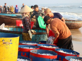 Phiên chợ có 1-0-2 tại Thanh Hóa: Khách tắm biển xong lên bờ mua ngay hải sản vừa đánh bắt còn tươi roi rói