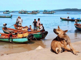 Việt Nam có "quốc khuyển" thuộc hàng đắt nhất thế giới: Sở hữu đặc điểm hiếm có chỉ thấy ở 3 trong số 1000 giống chó