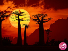 Con đường dưới bóng baobab: Vẻ đẹp huyền bí của Madagascar