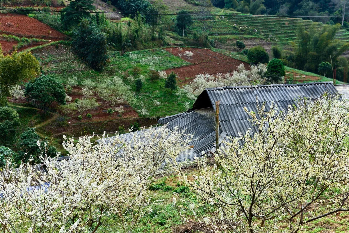 Không chỉ có Mộc Châu, top 5 địa điểm ngắm hoa mận đẹp như chốn thiên đường - 6