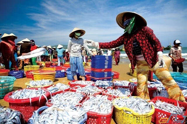 Phiên chợ có 1-0-2 tại Thanh Hóa: Khách tắm biển xong lên bờ mua ngay hải sản vừa đánh bắt còn tươi roi rói - 4