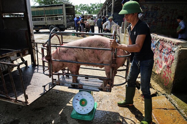 "Chợ lợn" lớn nhất miền Bắc ở Hà Nam, mở quanh năm chỉ nghỉ đúng 1 ngày - 2