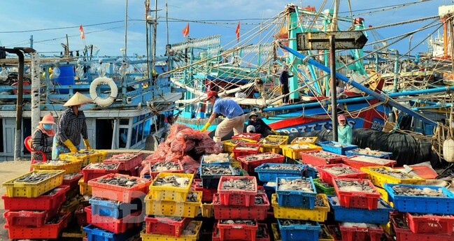 Quy Nhơn có một khu chợ cá lớn và nổi tiếng bậc nhất miền Trung, bán đủ loại hải sản với giá tận gốc - 1