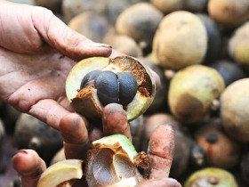 Loại quả xưa rụng đầy sân không ai ngó ngàng, nay thành đặc sản được săn lùng, ép dầu giá 300.000 đồng/lít