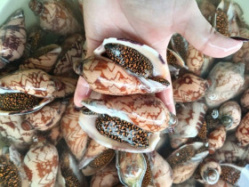 “Lộc trời” ở vùng biển Việt Nam, lâu lâu mới có, sở hữu kích thước khổng lồ, giá gần 1 triệu đồng/con vẫn được săn lùng