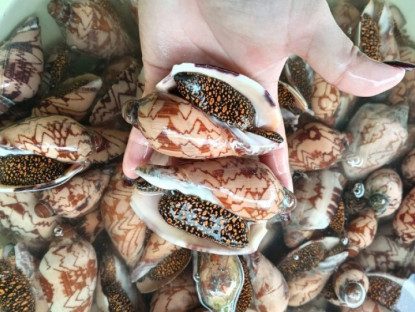 Loại ốc có kích thước khổng lồ, giá gần 1 triệu đồng/con được dân thành phố săn lùng, có tiền cũng khó mà mua