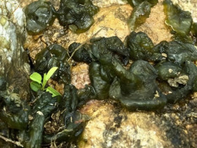 Từng là món cứu đói ở Ninh Bình, sở hữu vẻ ngoài "khó coi" nhưng nay hút thực khách, nhiều người nghe tên chưa chắc biết