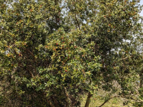 Loại quả đặc sản ở miền Bắc vào mùa đỏ mọng, ăn chua dịu cực tốt cho sức khỏe, giá 100.000 đồng/kg