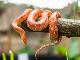 5 loài bò sát làm thú cưng cho người mới bắt đầu, không đụng hàng lại dễ nuôi, có con tuổi thọ hơn 40 năm