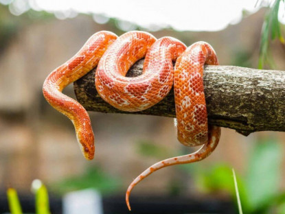 5 loài bò sát làm thú cưng cho người mới bắt đầu, không đụng hàng lại dễ nuôi, có con tuổi thọ hơn 40 năm