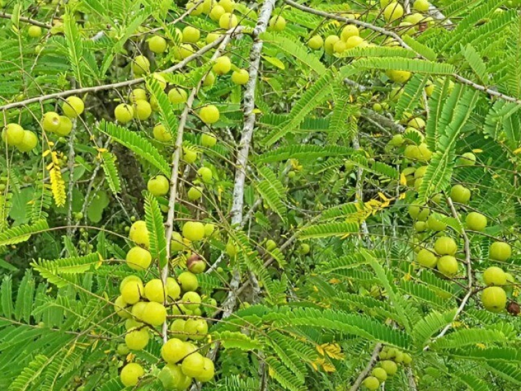 Loại quả dại xưa không ai ngó ngàng nay “lên đời” thành đặc sản, siêu giàu vitamin, giá 500.000 đồng/kg vẫn đắt hàng