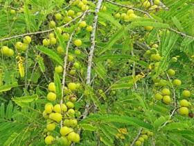 Loại quả xưa không ai ngó ngàng nay lên đời thành đặc sản giá 500.000 đồng/kg, dân thành phố thích mê