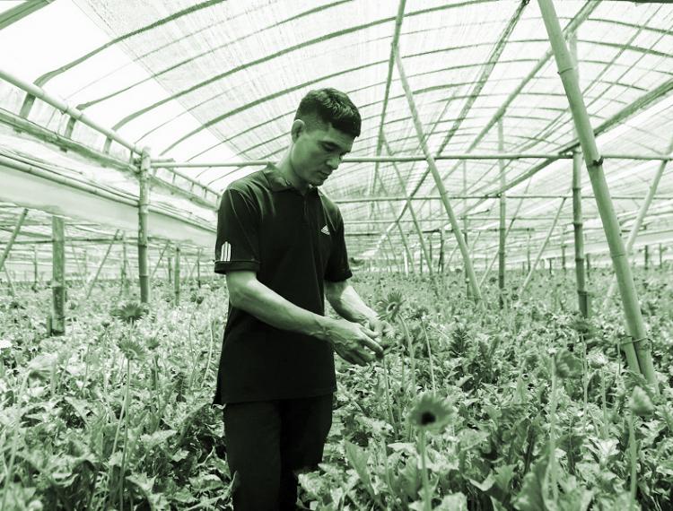 Làm giàu từ hoa đồng tiền