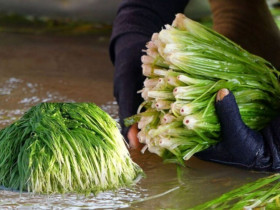 Đặc sản trời ban ở miền Tây từng được xem là cỏ dại, muốn thưởng thức phải chờ mùa nước nổi mới ngon