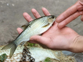 Loài cá đặc sản từng được mệnh danh “ngũ quái hà thủy”, thuộc loại hiếm có khó tìm, giá hơn 500.000 đồng/kg