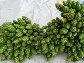 Thứ tưởng bỏ đi xưa không ai ngó ngàng nay lên đời thành đặc sản lạ, làm nhiều món ăn ngon, tốt cho sức khỏe