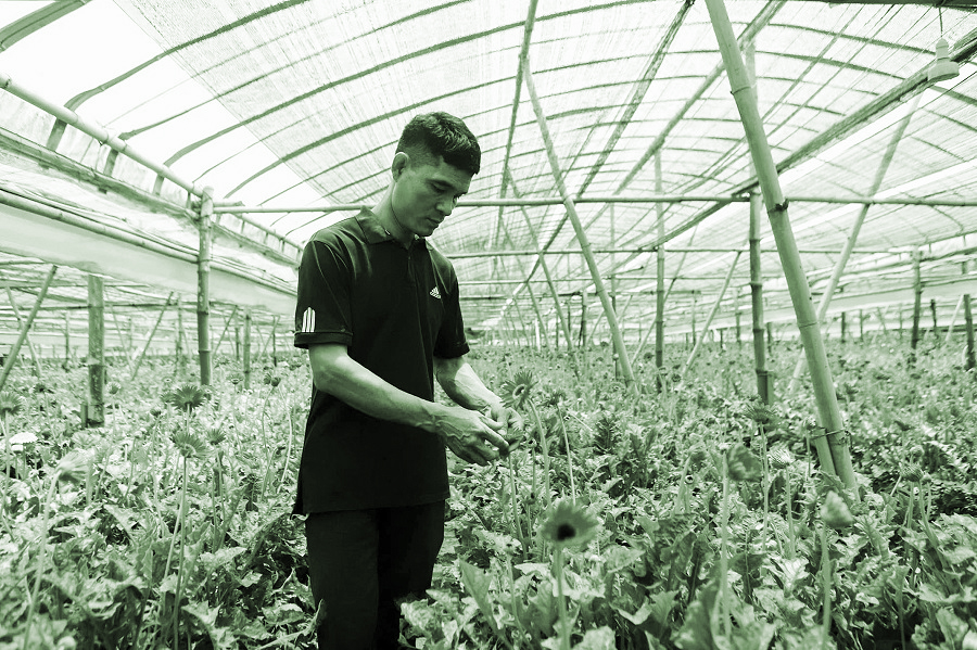 Làm giàu từ hoa đồng tiền - 1