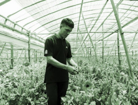 Làm giàu từ hoa đồng tiền