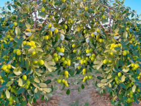 Loại quả “tốt nhất thế giới” chỉ có ở Hải Phòng, trồng trên đất “lạ” thành đặc sản vạn người mê, hút khách dịp Tết