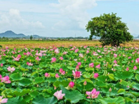 Tỉnh nào mệnh danh là "vương quốc trái cây", nơi vua Gia Long từng đóng quân, ghi nhiều dấu ấn vang danh sử Việt?