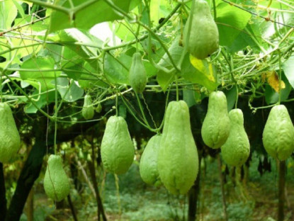 Loại quả ví như “thịt của người ăn chay”, là đặc sản núi rừng, đem xào vừa giòn vừa ngọt, tốt cho sức khỏe