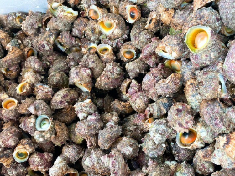 Đặc sản được ví “lộc trời” ở miền Trung, nhiều người gật gù khen ngon nhưng chưa chắc biết tên, giá 50.000 đồng/kg