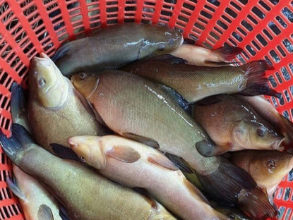 Loại cá chẳng tanh mà có mùi lạ, nghe tên đã thấy “thơm”, ngon chẳng kém cá hồi giá 200.000 đồng/kg, tốt cho sức khỏe