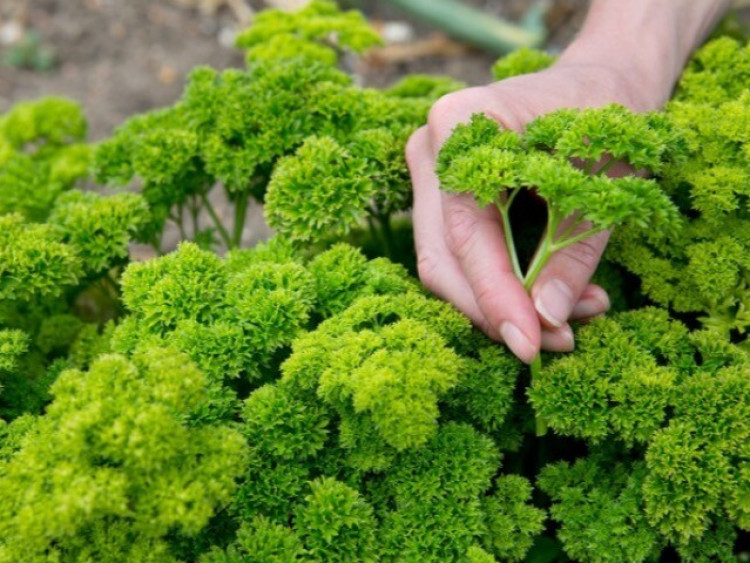 Đứng thứ 8 trong 10 thực phẩm “tốt nhất thế giới”, loại rau này trồng bạt ngàn ở Việt Nam, giá 120.000 đồng/kg