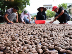 Nghề lạ ở Việt Nam: Mỗi năm chỉ có một mùa, chị em rủ nhau vào rừng nhặt "lộc trời", thu nhập gần 1 triệu đồng/ngày