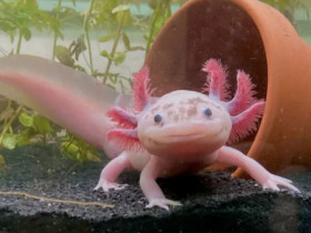 Quên cá cảnh đi, đây mới là 5 loài thú cưng nuôi dưới nước độc lạ lại dễ chăm sóc, giá rẻ ai cũng mua được