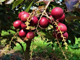 5 loại quả chỉ có ở miền Tây, xưa rụng đầy không ai nhặt, nay thành đặc sản du khách săn lùng