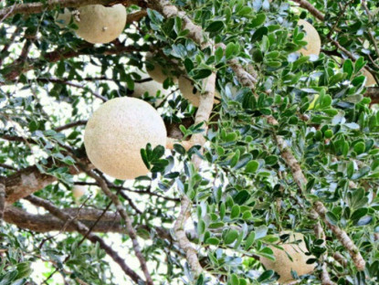 Loại quả xưa rụng đầy vườn nay lên đời thành đặc sản miền Tây nhờ hương vị lạ, có tiền cũng khó mà mua