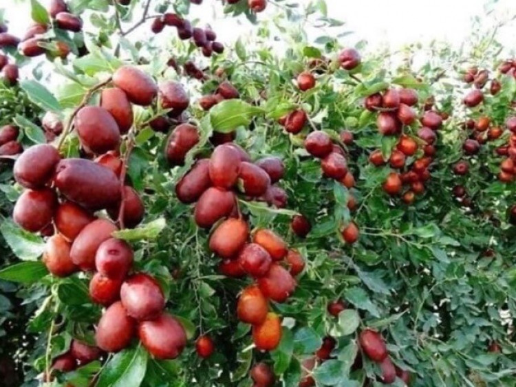 11 loại quả giá “rẻ như cho” bán đầy chợ Việt, giàu vitamin và chất xơ, là “siêu dinh dưỡng” trong mùa lạnh