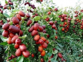 11 loại quả giá “rẻ như cho” bán đầy chợ Việt, giàu vitamin và chất xơ, là “siêu dinh dưỡng” trong mùa lạnh