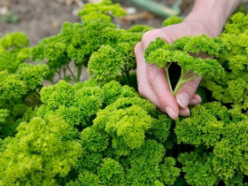 Loại rau thuộc top “tốt nhất thế giới” được trồng bạt ngàn ở Việt Nam, giá 120.000 đồng/kg, tốt cho sức khỏe