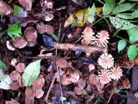 Ở Tây Bắc có loại nấm nghe tên “thấy sợ”, hình dáng nhìn “ngượng đỏ mặt” nhưng được săn lùng, giá 400.000 đồng/kg