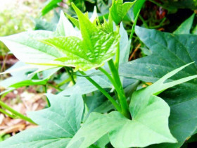 Loại rau xưa chỉ dùng nuôi heo nay lên đời thành đặc sản, ví như “rau trường thọ” giá 15.000 đồng/bó, tốt cho sức khỏe